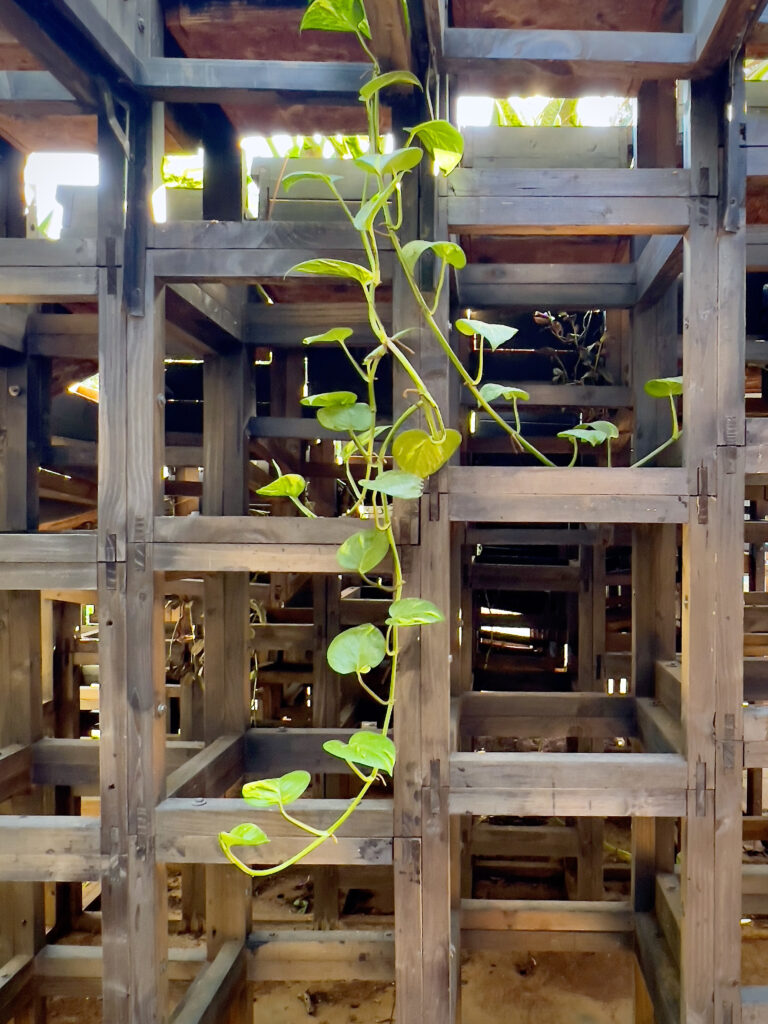 Photography of a green climbing plant growing through a wooden grid structure with natural light filtering in from behind.